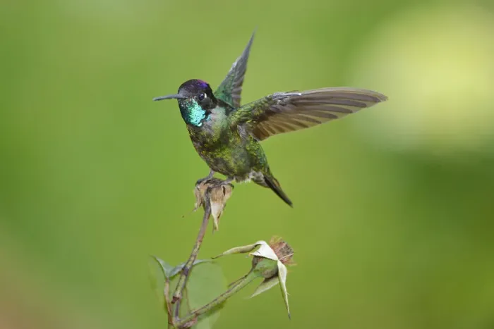 Framed Print : Magnificent hummingbird -Eugene fulgens-, San Gerardo de Dota, Costa Rica, Central America Framed Print : Magnificent hummingbird -Eugene fulgens-, San Gerardo de Dota, Costa Rica, Central America