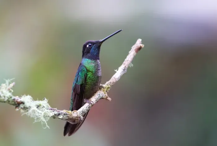 Framed Print : Magnificent hummingbird (Eugenes fulgens) Framed Print : Magnificent hummingbird (Eugenes fulgens)