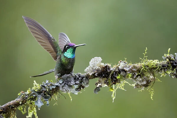 Magnificent Hummingbird (Eugenes fulgens) defending his perch, Costa Rica