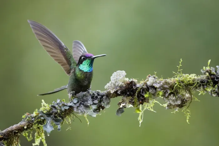 Framed Print : Magnificent Hummingbird (Eugenes fulgens) defending his perch, Costa Rica Framed Print : Magnificent Hummingbird (Eugenes fulgens) defending his perch, Costa Rica