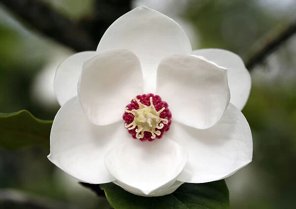 Magnolia wilsonii at Heligan