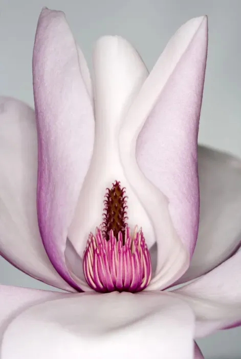 Framed Print : Magnolia Framed Print : Magnolia