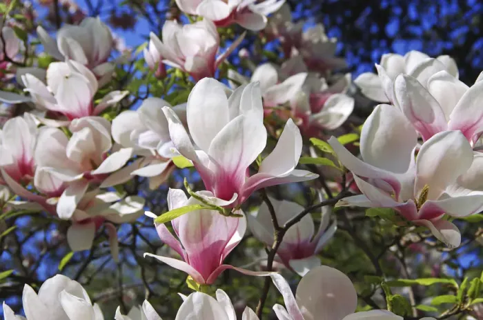 Framed Print : Magnolia blossoms, Magnolia -Magnolia-, Planten un Blomen, Hamburg, Germany, Europe Framed Print : Magnolia blossoms, Magnolia -Magnolia-, Planten un Blomen, Hamburg, Germany, Europe