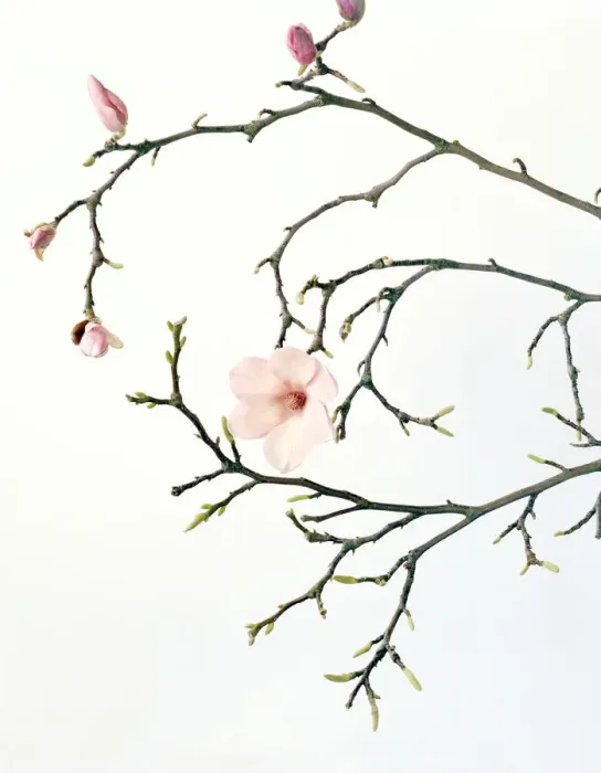 Framed Print : Magnolia buds and flowers Framed Print : Magnolia buds and flowers