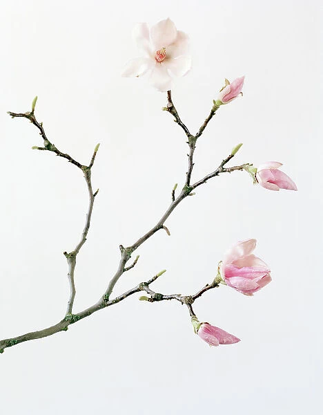 Magnolia buds and flowers