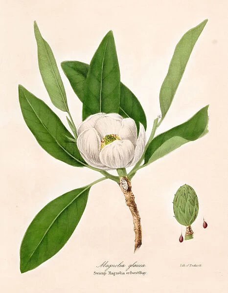 Magnolia plant botanical engraving 1843