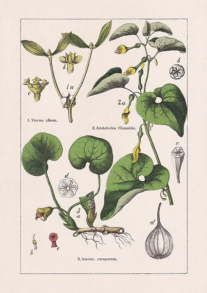 Magnoliids, Aristolochiaceae, chromolithograph, published in 1895