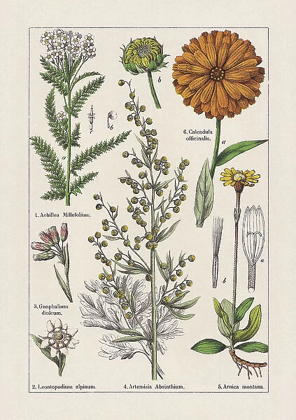 Magnoliids, Asteraceae, chromolithograph, published in 1895