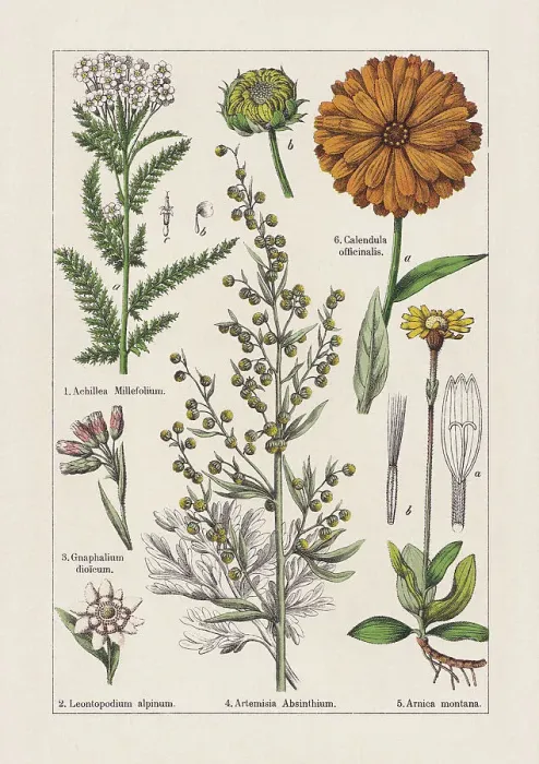 Framed Print : Magnoliids, Asteraceae, chromolithograph, published in 1895 Framed Print : Magnoliids, Asteraceae, chromolithograph, published in 1895