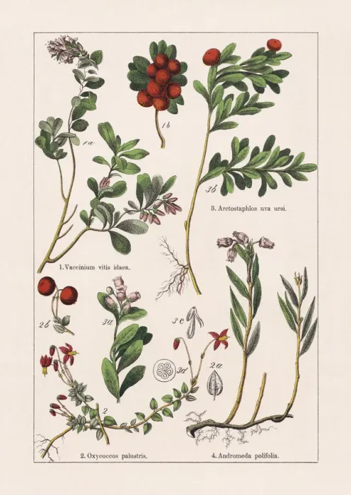 Framed Print : Magnoliids, Asterids, chromolithograph, published in 1895 Framed Print : Magnoliids, Asterids, chromolithograph, published in 1895