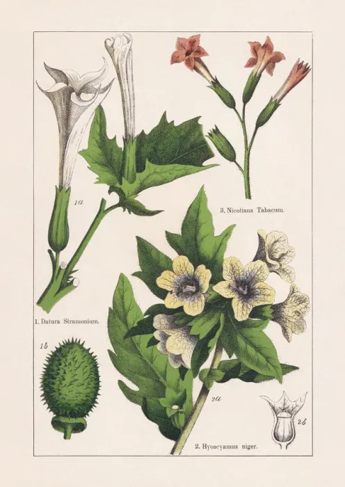 Framed Print : Magnoliids, Asterids, chromolithograph, published in 1895