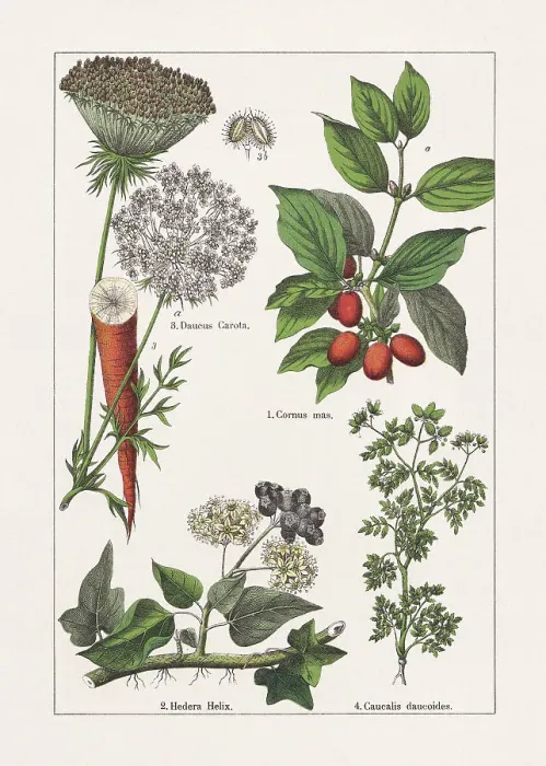 Framed Print : Magnoliids, Asterids, chromolithograph, published in 1895 Framed Print : Magnoliids, Asterids, chromolithograph, published in 1895
