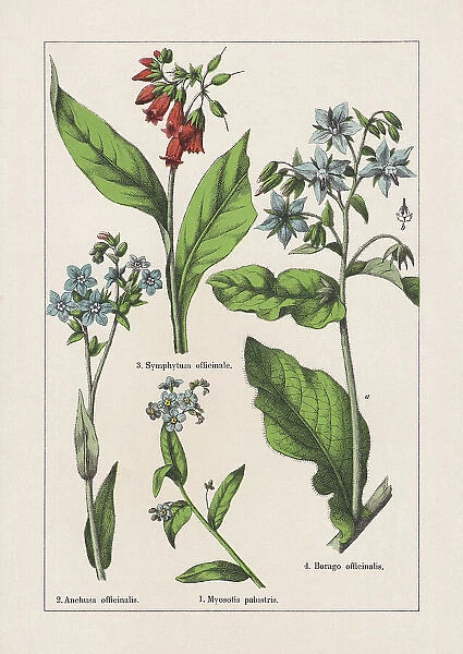Magnoliids, Asterids, chromolithograph, published in 1895