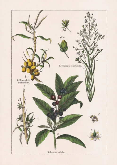 Framed Print : Magnoliids, chromolithograph, published in 1895 Framed Print : Magnoliids, chromolithograph, published in 1895