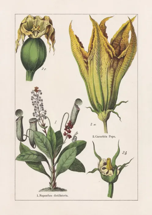 Framed Print : Magnoliids, chromolithograph, published in 1895 Framed Print : Magnoliids, chromolithograph, published in 1895