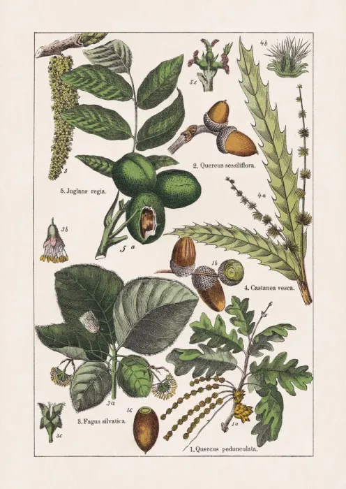 Framed Print : Magnoliids, chromolithograph, published in 1895