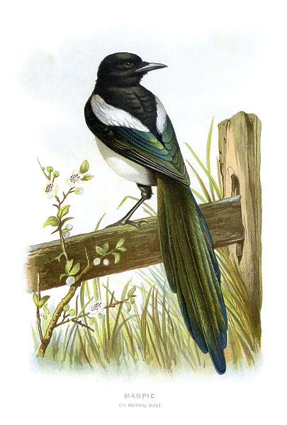 Magpie. Vintage colour lithograph from 1883 of a Magpie