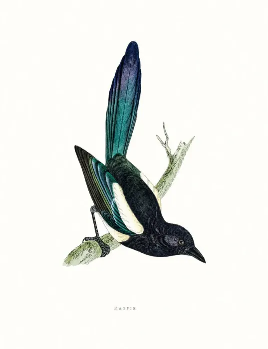 Framed Print : Magpie. A photograph of an original hand-colored engraving Framed Print : Magpie. A photograph of an original hand-colored engraving
