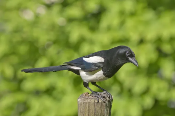 Framed Print : Magpie -Pica pica-, keeping lookout on a pole in a meadow, Untergroeningen, Baden-Wuerttemberg, Germany, Europe Framed Print : Magpie -Pica pica-, keeping lookout on a pole in a meadow, Untergroeningen, Baden-Wuerttemberg, Germany, Europe