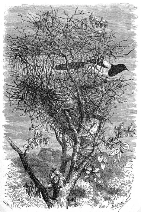 Framed Print : Magpies nest Framed Print : Magpies nest