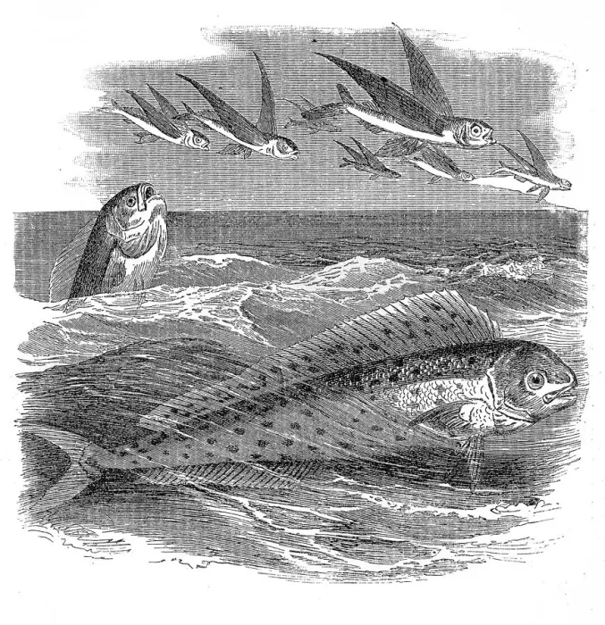 Framed Print : The mahi-mahi or common dolphinfish (Coryphaena hippurus) Framed Print : The mahi-mahi or common dolphinfish (Coryphaena hippurus)