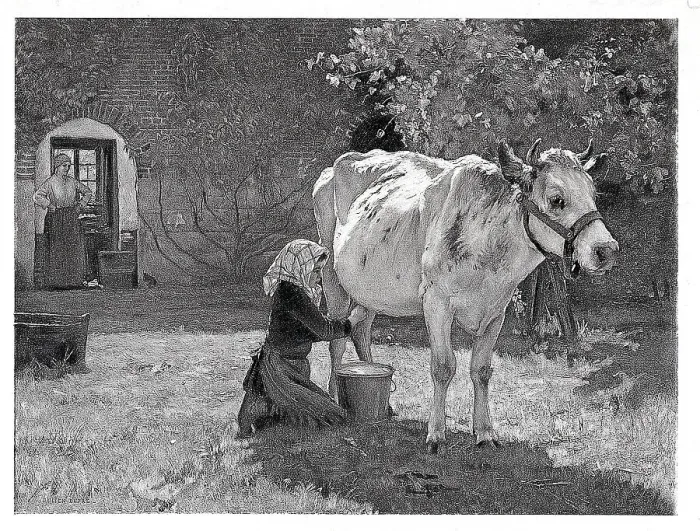 Framed Print : Maid Milking White Cow Framed Print : Maid Milking White Cow