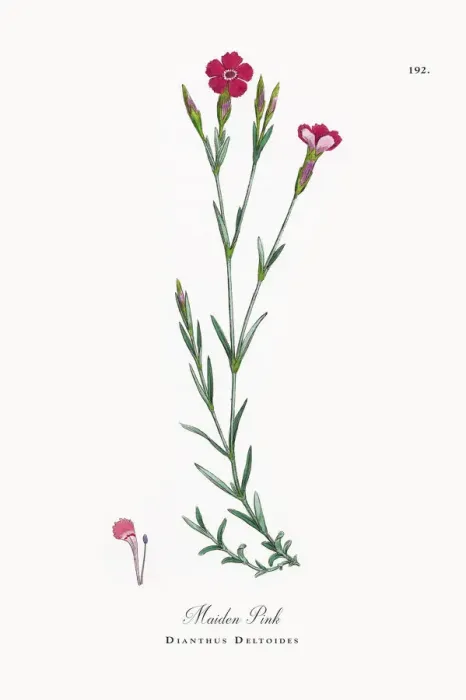 Framed Print : Maiden Pink, Dianthus Deltoides, Victorian Botanical Illustration, 1863 Framed Print : Maiden Pink, Dianthus Deltoides, Victorian Botanical Illustration, 1863