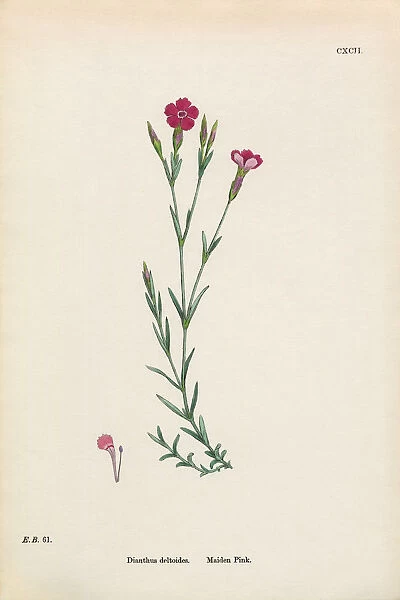 Maiden Pink, Dianthus Deltoides, Victorian Botanical Illustration, 1863