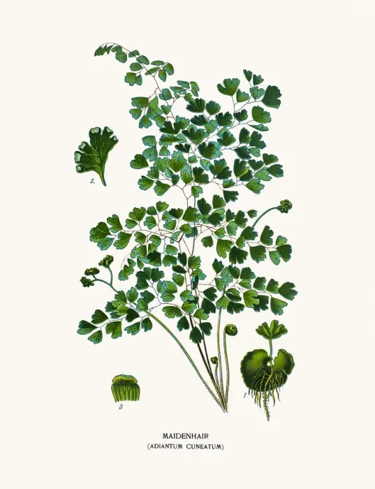 Framed Print : Maidenhair fern Framed Print : Maidenhair fern