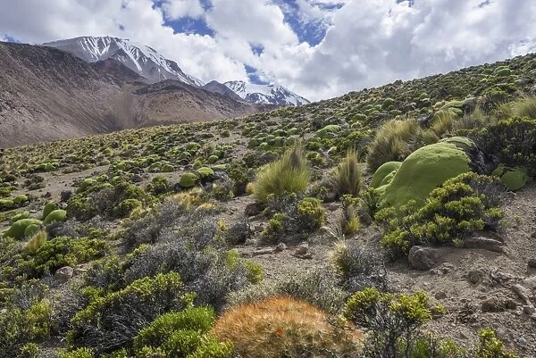 Maihueniopsis cacti -Maihueniopsis colorea- growing on the slopes of the Taapaca volcano, Putre, Arica and Parinacota Region, Chile