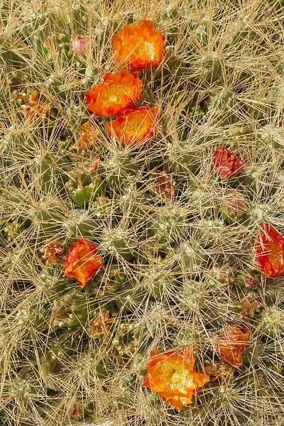 Maihueniopsis cactus -Maihueniopsis colorea-, flowering, Arica y Parinacota Region, Chile
