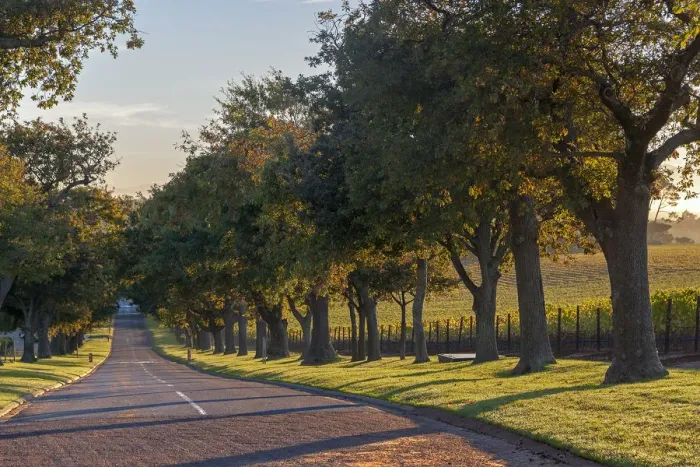 Framed Print : Main Avenue leading out of Groot Constantia, Cape Town. RSA Framed Print : Main Avenue leading out of Groot Constantia, Cape Town. RSA