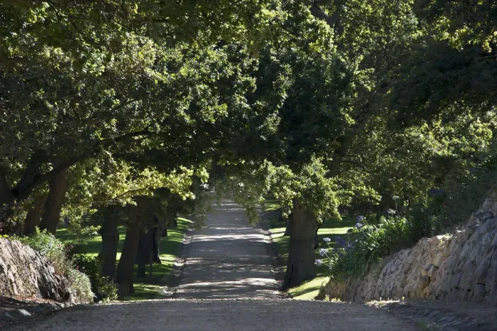 Framed Print : Main Avenue leading to Groot Constantia, Cape Town. RSA Framed Print : Main Avenue leading to Groot Constantia, Cape Town. RSA