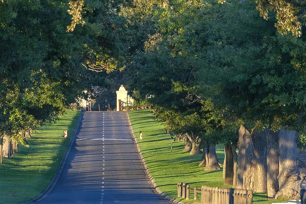 Main Avenue leading to Groot Constantia, Cape Town. RSA