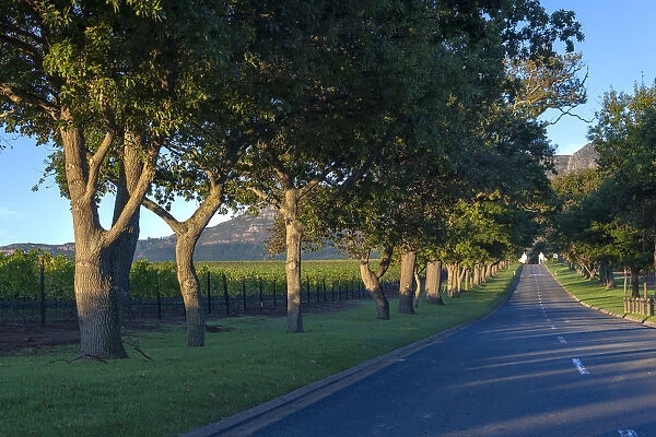 Main Avenue leading to Groot Constantia, Cape Town. RSA
