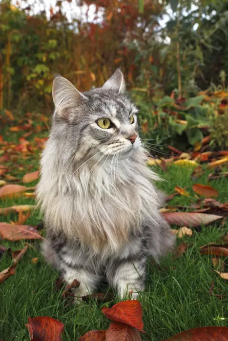 Framed Print : Maine Coon or American Longhair in an autumnal garden Framed Print : Maine Coon or American Longhair in an autumnal garden