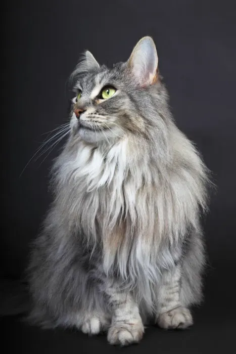 Framed Print : Maine Coon cat, Germany