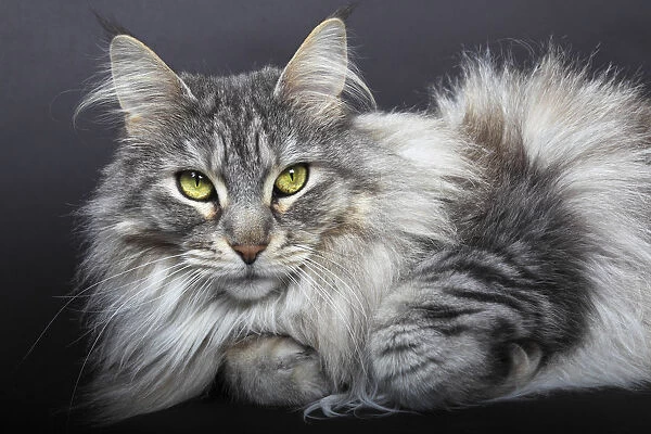 Maine Coon cat, Germany