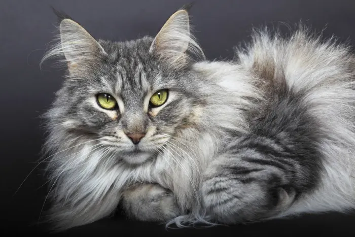 Framed Print : Maine Coon cat, Germany