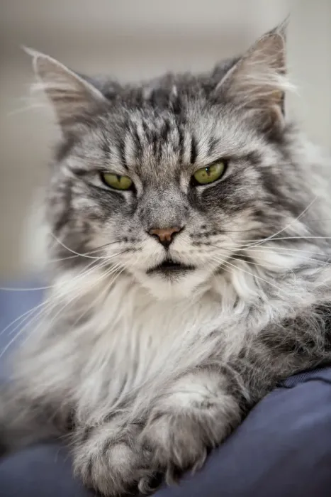 Framed Print : Maine Coon, tomcat, lying on cushion, portrait Framed Print : Maine Coon, tomcat, lying on cushion, portrait