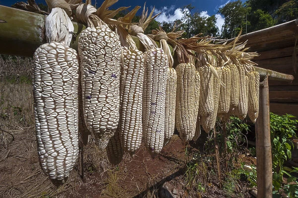 Maize or Corn -Zea mays-, hung out to dry, Soppong or Pang Mapha area, Northern Thailand, Thailand, Asia