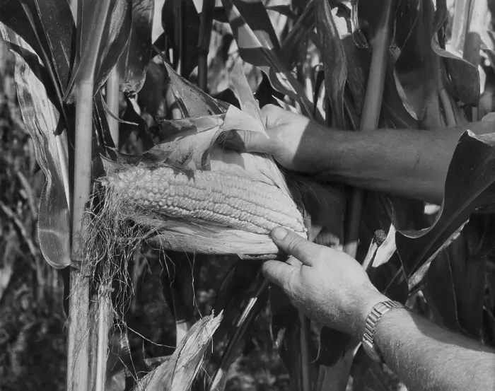 Framed Print : Maize Farming Framed Print : Maize Farming