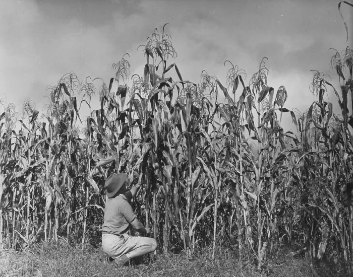 Framed Print : Maize Farming