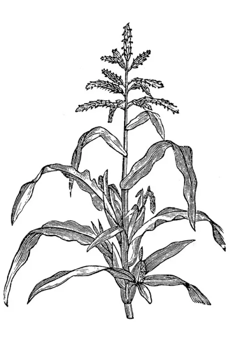 Framed Print : Maize, also known as corn Framed Print : Maize, also known as corn