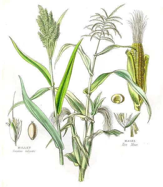 Maize and Millet engraving 1857