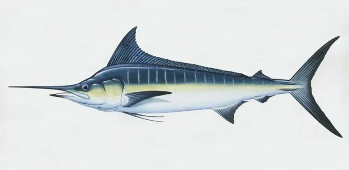 Framed Print : Makaira nigricans, blue marlin, side view Framed Print : Makaira nigricans, blue marlin, side view