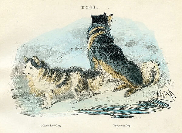 Makenzie river and esquimaux dog engraving 1893