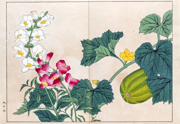 Framed Print : Makua melon and Snapdragon japanese woodblock print Framed Print : Makua melon and Snapdragon japanese woodblock print