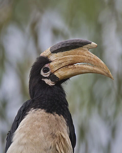 Malabar Pied Hornbill ~ Western Ghats, India