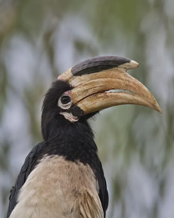 Framed Print : Malabar Pied Hornbill ~ Western Ghats, India Framed Print : Malabar Pied Hornbill ~ Western Ghats, India
